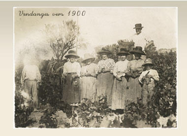 vendanges Bandol vers 1900
